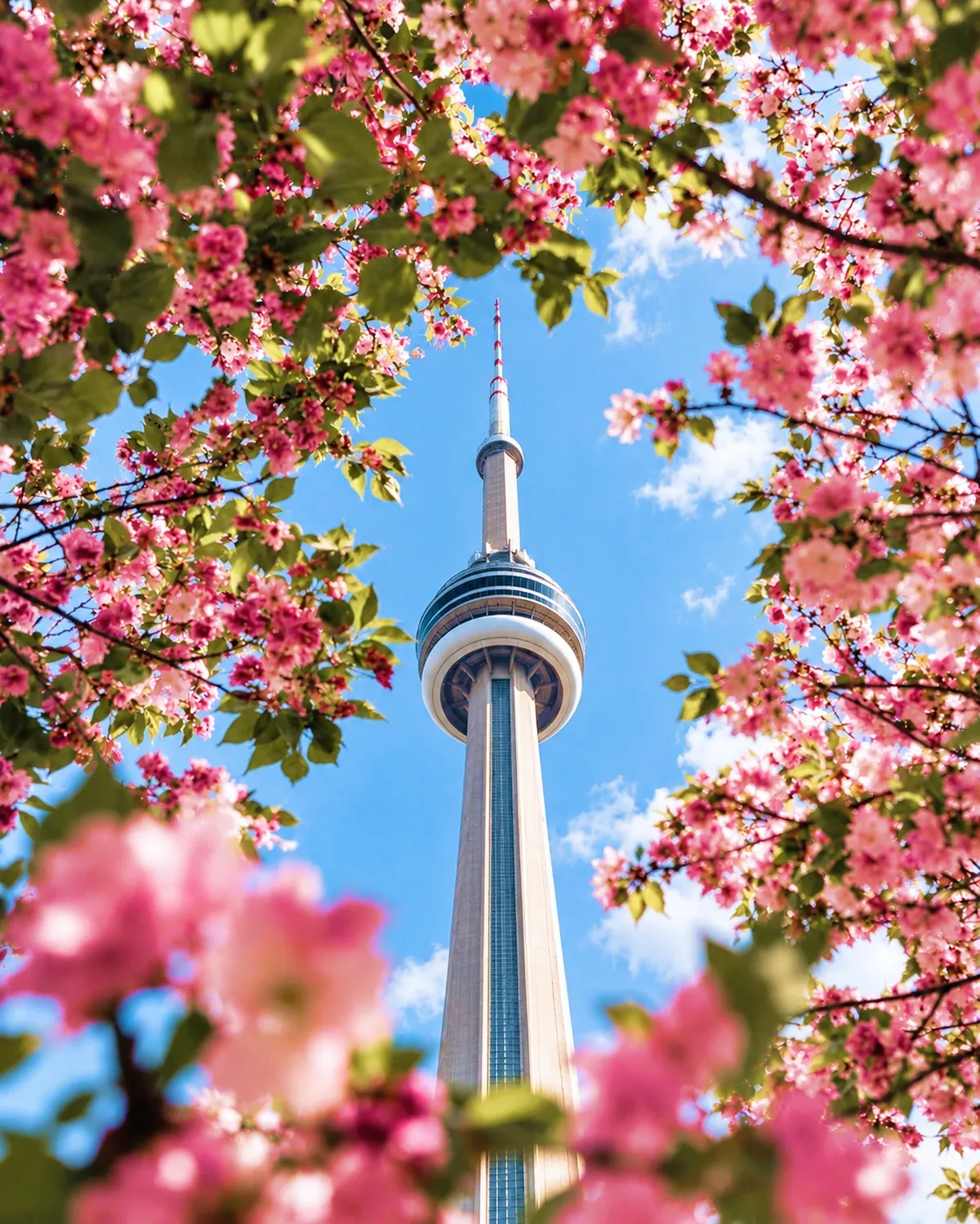 CN Tower framed by cherry blossoms